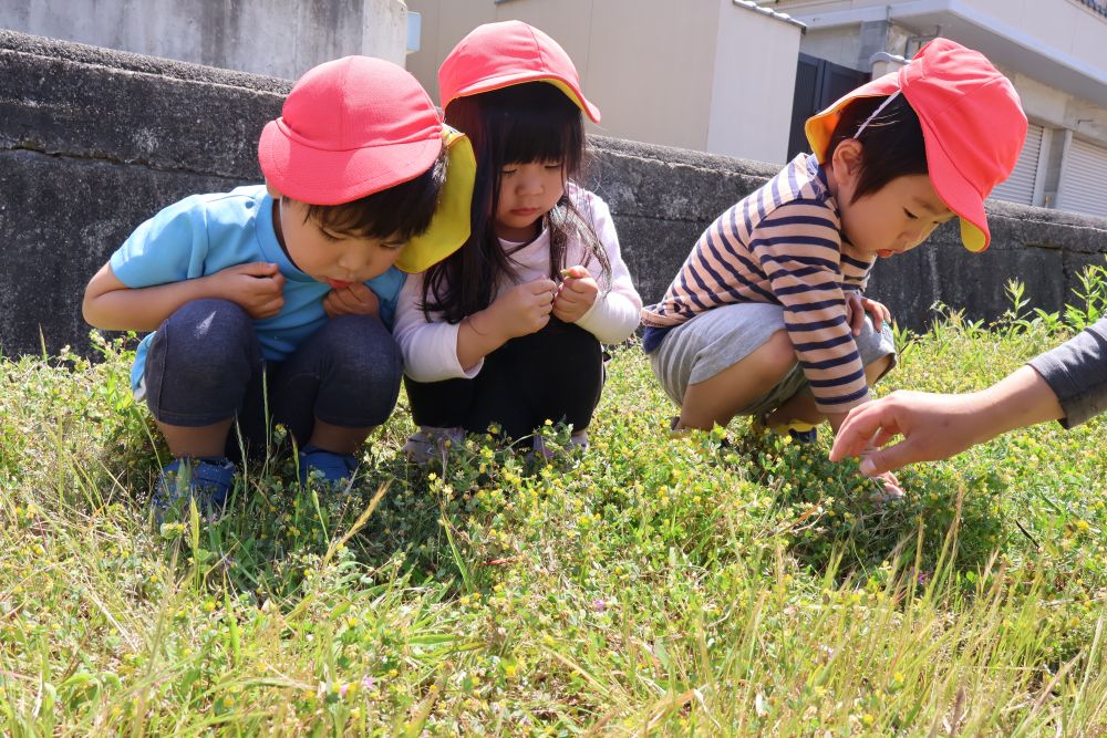 園庭に出ると
「ダンゴムシどこにおるかな~?」
「てんとう虫こないかな~?」
と一目散に虫探しを始めるリス組さん
そこで近くの草原と神社までお散歩に♪
「うわ~ なんか飛んでる!バッタだ!」
「てんとう虫もおるよ♡」
たくさんの虫との出会いに大興奮♡