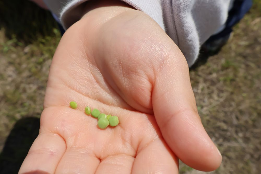 小さな手のひらの中には
カラスノエンドウの豆が!
「 ・ ・ ・ 豆の赤ちゃんなんよ ・ ・ ・ ♡」
思わず小声で教えてくれるHちゃんにほっこり♡