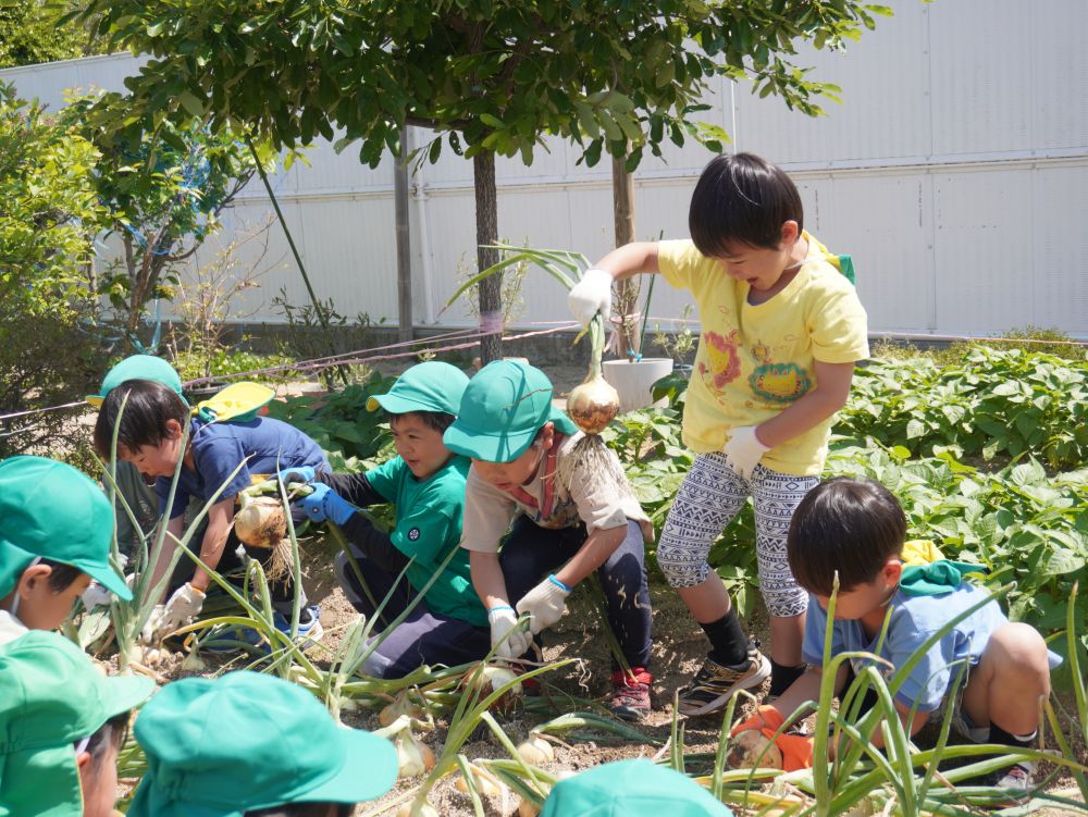 ゾウ組の時に植えた”玉ねぎ”
「土から玉ねぎが出てきた!」
「緑の部分がしょぼんってなった!」
成長の変化に気付いた子が教えてくれ…
収穫時期になりました♡
軍手をつけるとなぜかやる気がでてくる!
「かぶみたいに引っ張って抜く!」
「根っこから抜くんよね」
「抜けたーーーー!!!」