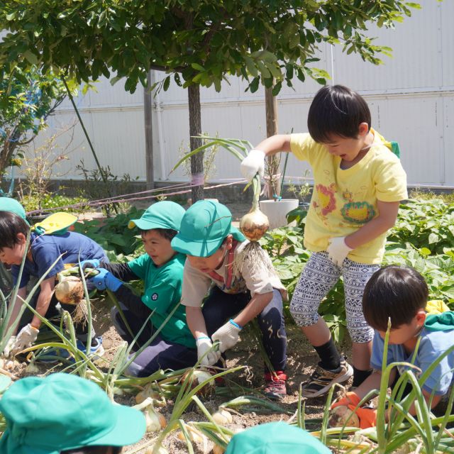 ＊　5歳児　収穫したよ　＊