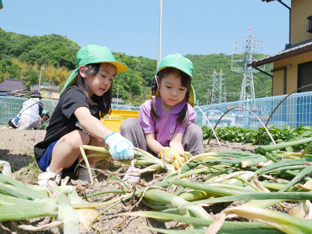 「でっかいの見つけた~」
「重たい!!」 「上だけとれた~」
玉ねぎの収穫に夢中♡