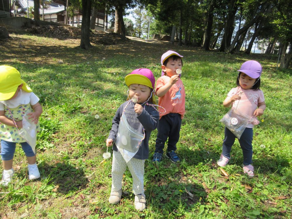 友達や先生と手を繋いで神社へお散歩に行きました。
さそっく目に入ったのは沢山のタンポポの綿毛!!
「ない」
と綿毛を見つけられない友達がいると
「こっちにあるよ!」
と教えてあげてみんなで楽しむクマ組さん♡