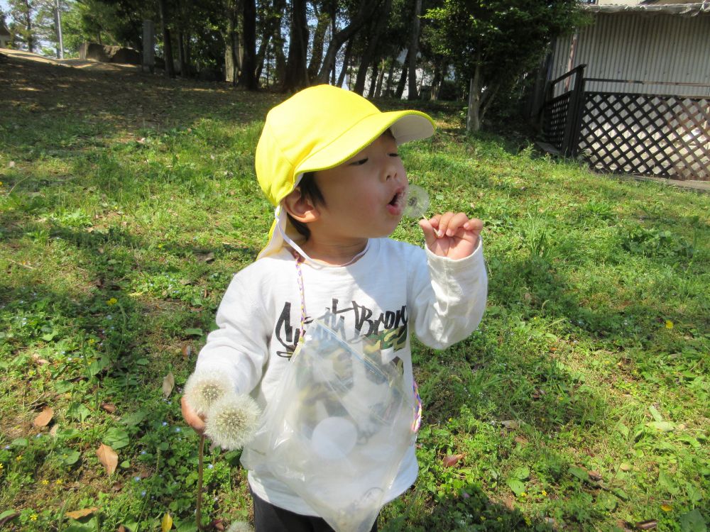 綿毛をいっぱい集めてから楽しむIくん
思いっきりフーと吹くとフワフワ飛んでいく綿毛に大興奮
飛んでいった綿毛を指さして
「飛んでいったねぇ!」
と喜びを伝えてくれました!