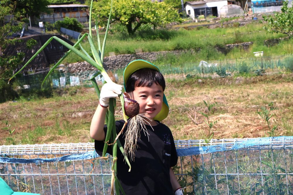 「手伝って~」 友達と協力したり…
砂を掘って黙々と収穫したり…
収穫することで野菜への愛着もわく
「なんか違うのも出てきた~♪」
中には紫色の玉ねぎも発見!!