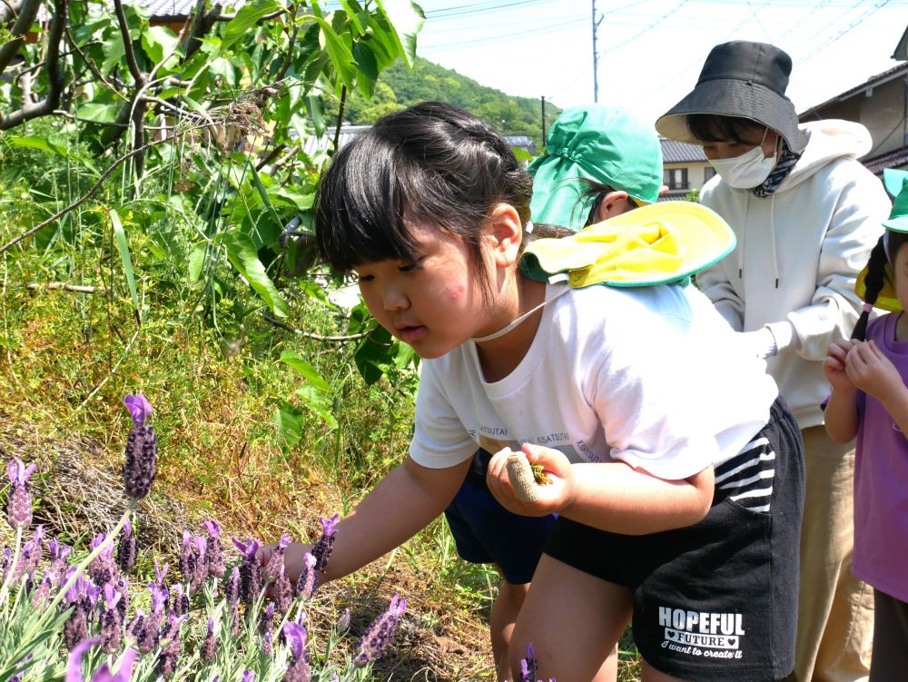 この前広場に行った時には枯れていた
大きなカラスノエンドウの豆を発見♡
「パパもならしてみ!!」
女の子は相変わらず豆笛に夢中…
豆笛で歌をうたって楽しみました♪