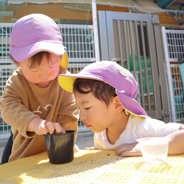 ＊　2歳児　アサガオの種を植えたよ！　＊