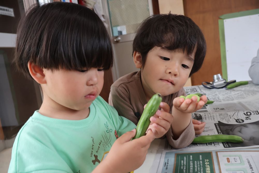 さあ、皮を向いてみよう!
中には新鮮なそら豆の匂いに
少し表情が曇る子も ・ ・ ・
“どこから豆がでてくるんだろう ・ ・ ・”
そら豆とにらめっこのSくん