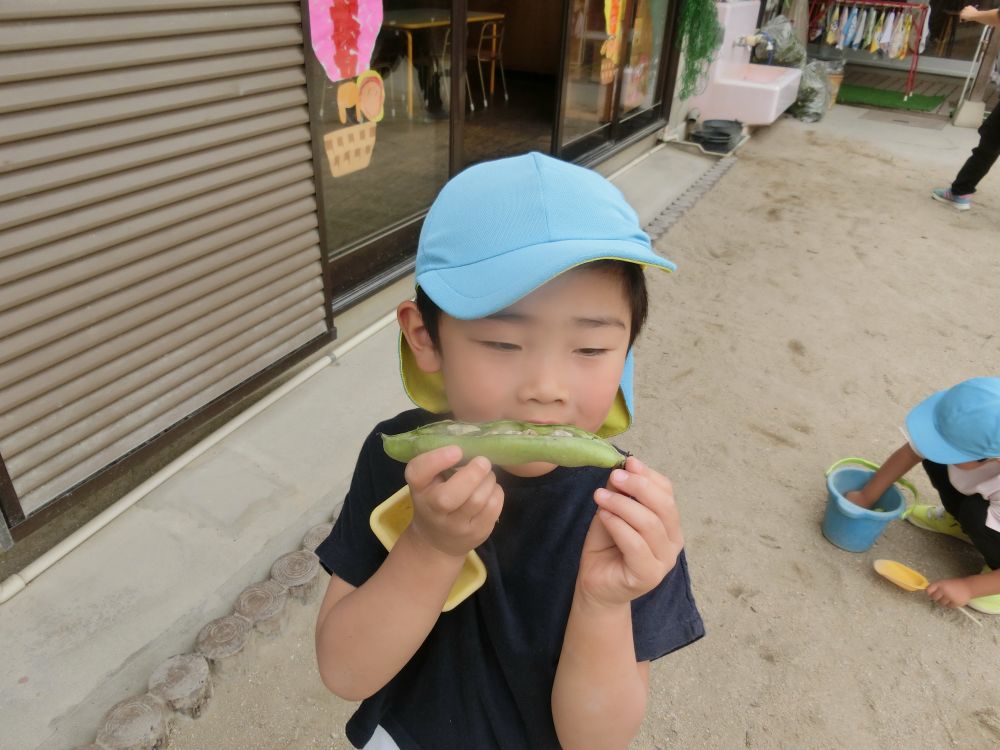 剥き終わった豆の皮を使って
ホットドッグの完成‼
半分に割れたそら豆の皮を、パンに見立てて
中に石を詰めるSくん
「 みて‼ホットドッグ‼ 」と
見せてくれました
食材に触れて、遊びの中に取り入れることで
さらに興味を広げ、遊びを発展させています♪