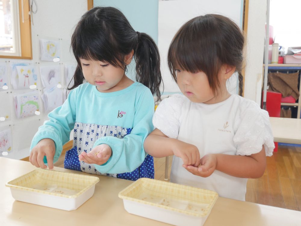 『この種さんはまずは小さなお部屋に入るんだね』とSちゃん
『1つ・・・2つ・・・3つ・・・いっぱいだね』とNちゃん