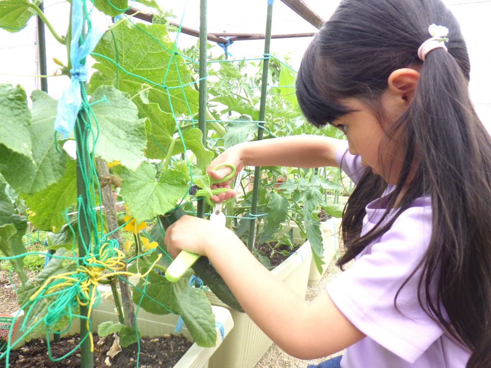 5種類ある夏野菜のうち、初収穫のトップバッターは、【きゅうり】でした!!
「小さい実ができてるなー」と思ったら、数日であっという間に立派なきゅうりに生長♪
Aちゃん、どきどきの収穫です♡
「きゅうりってトゲトゲついてるんだね」
と、新鮮なきゅうりにはトゲがあることを知りました!
「チクチクするね~」と言いながら、ハサミでチョキン♪