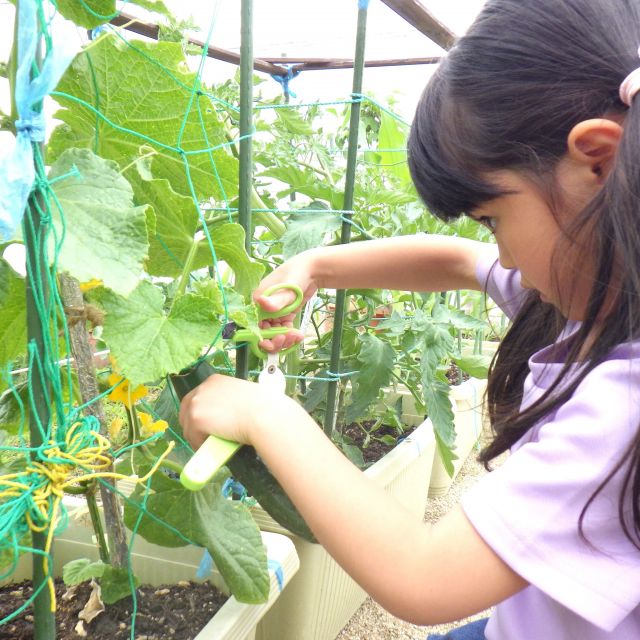 ＊　夏野菜の生長②　(ゆめはうす認定こども園)＊