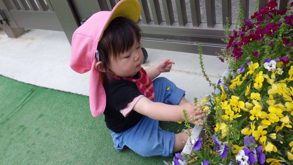 花壇の花にそっと手を伸ばしてみるMちゃん
花も葉っぱも触ってみたり・・ ちぎってみたり・・
感触を確かめてみる
たくさんの不思議に出会い、確認していくウサギ組さんです