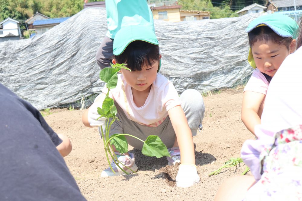 今日の菜園活動は
“さつまいもの苗植え”
植えるのは
「たね?」 「苗?」 「いも?」
そんなクイズに興味を持つキリン組さん
野菜によって植える物が違うことに気付きます