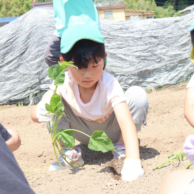菜園活動 　＊５歳児＊