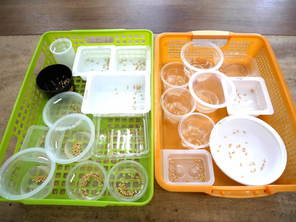 キリン組さん種もみの発芽に挑戦!!
今では当たり前のように食べられるお米
どうやってお米が出来ているのか…
貴重な経験です
種もみを見るのも初めての子が多いかな?
給食先生の話をよく聞いてスタート♪