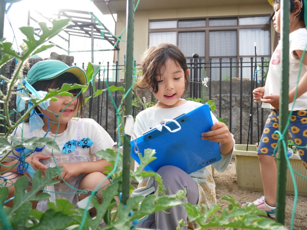 野菜の生長を直接体験し
食の大切さを知り
苦手な野菜も楽しめるように
「小さいスイカができてる♪」
「観察日記かこ~」
「あ!こっちにも出来そうじゃん」
「花ができとるね」
気付きを友達と伝え合う