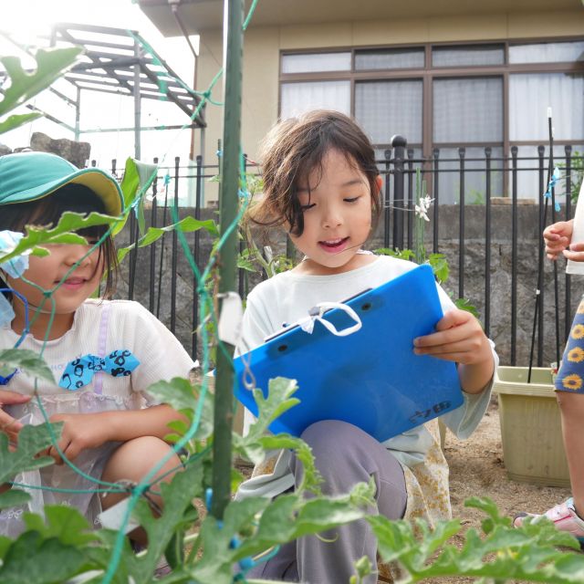 夏野菜の生長② 　＊５歳児＊