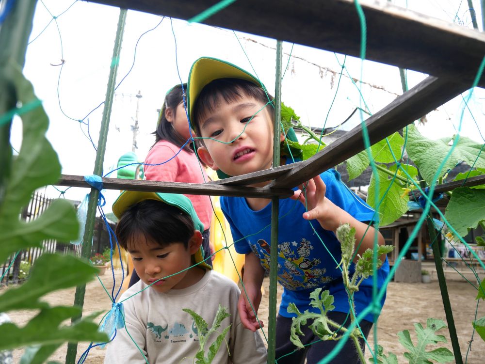 「匂ってみよ~あ!トマトの匂いがする」
「みんな来て~匂ってみて」
触って…匂って…観察して…
野菜の生長を五感で感じる