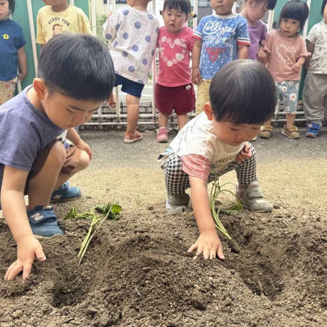 さつまいも植えたよ　 ～1.2歳児 　ヒヨコ・クマ組～