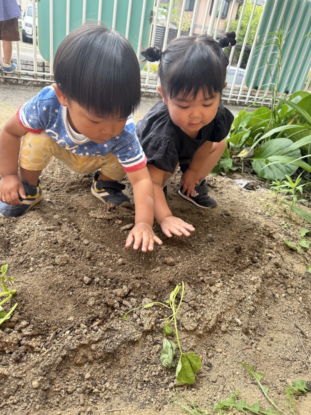 穴の中に入れたら、
土のお布団をかけてあげるよ。
友達と一緒に優しくトントントン…✋
たくさんのさつまいもが出来ますように…🙏💫