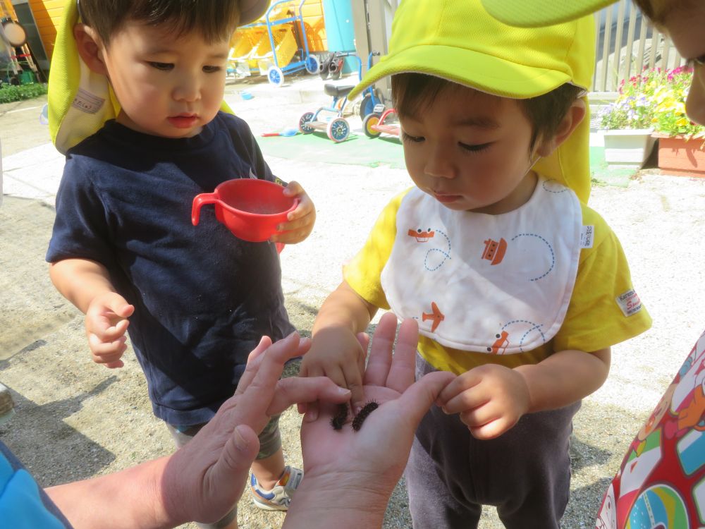 ツマグロヒョウモンってどんな虫かな・・・
見て、触れて、確かめます
虫好きの子は積極的!
自ら手を伸ばし、触ってみます!!