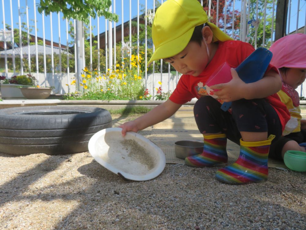 虫は好きだけど、触るのはちょっと苦手なIくん
「ここにのせて!」
自分で考えて皿を持ってきました
幼虫は動くので皿から逃げ出そうとして、ひっしにすくいあげようとします
つぶれないかな・・・とちょっと心配にはなりますが見守ります・・・
試行錯誤しながらいろいろな経験をしてほしいものです