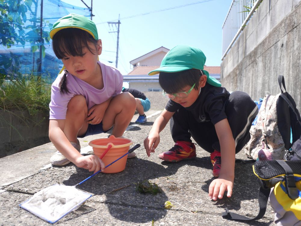 網で捕まえるのももうお得意様♡
水の中を見ているだけじゃだめなんです!
水草を生き物たちが好むことを知り
水草の中を網で適当にゆすってみる!
そしたら網にかかってる♡