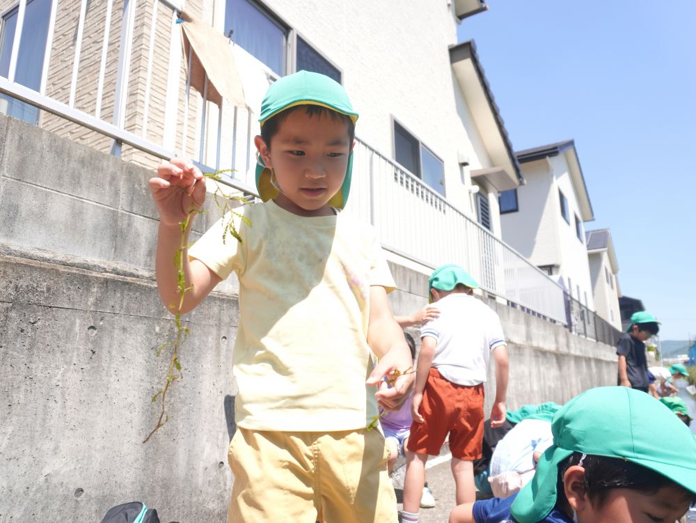 「エビたちが好きなこのわかめみたいなの何ていうの?」
「先生調べて~」
便利なグーグル検索です!!
「”エビモ”っていうんだって!」
「水をきれいにしてくれるらしい」
「じゃあエビモも持って帰ろう!」
新しい発見がありました♡