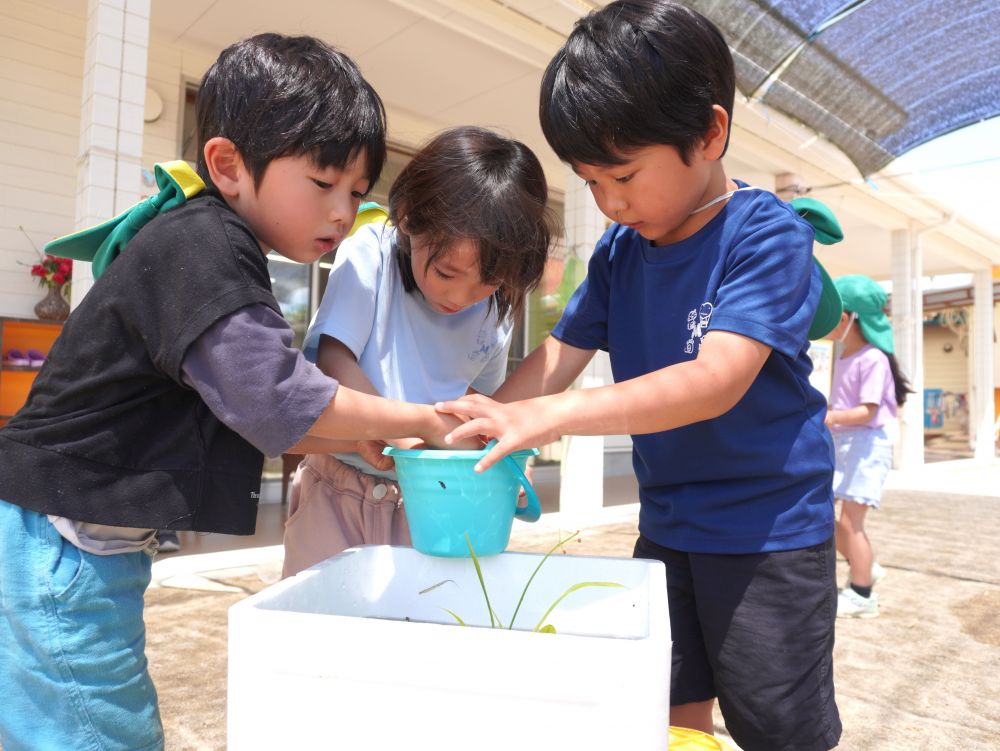 ”かわかわほてる”に新しい生き物たちが仲間入り♡
でも実は・・・
ざりがにがどんどんたくましくなってるんです…
そしてエビの数は少なくなってる…
食物連鎖ですね!♡