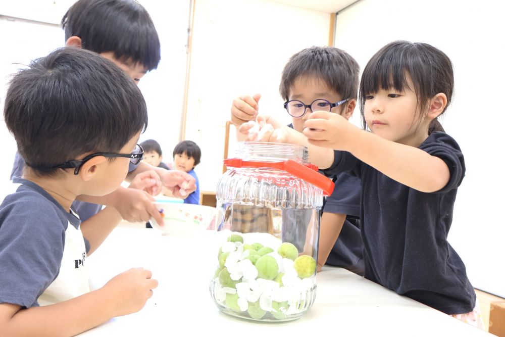 「なんかダイヤモンドみたい」
「氷なのに冷たくないね!」
氷砂糖にも興味を持ちながら、梅と交互に入れてみる!
『自分が入れたい』『たくさん持ちたい』
やってみたい気持ちも大切な気持ち♡
その中でも『一緒にやってみよう』『順番に入れてみよっか』など
友達と協力するなかで相手を思う気持ちが芽生える姿も…♡
梅ジュースの準備万端で期待を膨らませるゾウ組さん
これからコツコツ瓶を回しながら、美味しい梅ジュースを作ろうね!