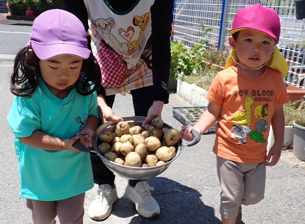 収穫したじゃがいもは、給食室に届けます♪
どんな料理になるのかな?😋