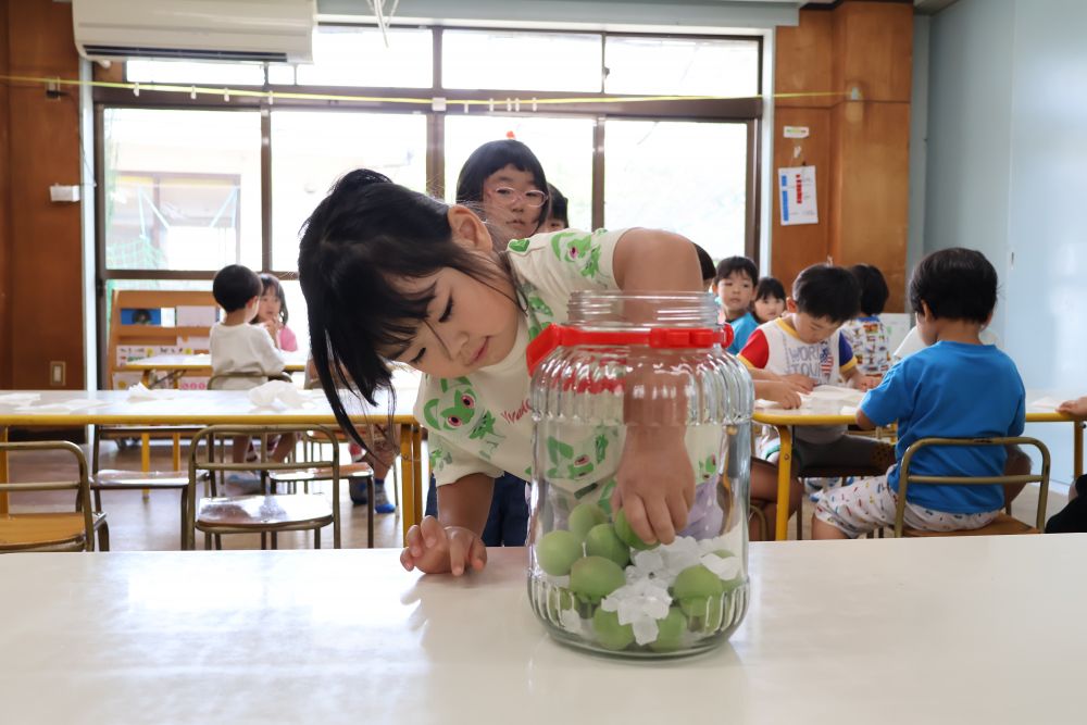 ヘタを取った後は、給食先生に
梅ジュースの作り方を教えてもらいました
ビンに梅、氷砂糖、魔法の液体(酢)を入れて
完成を待ちます♡
はじめて見る氷砂糖に興味津々でした
そーっと梅をいれるⅯちゃん
美味しくできるかな~