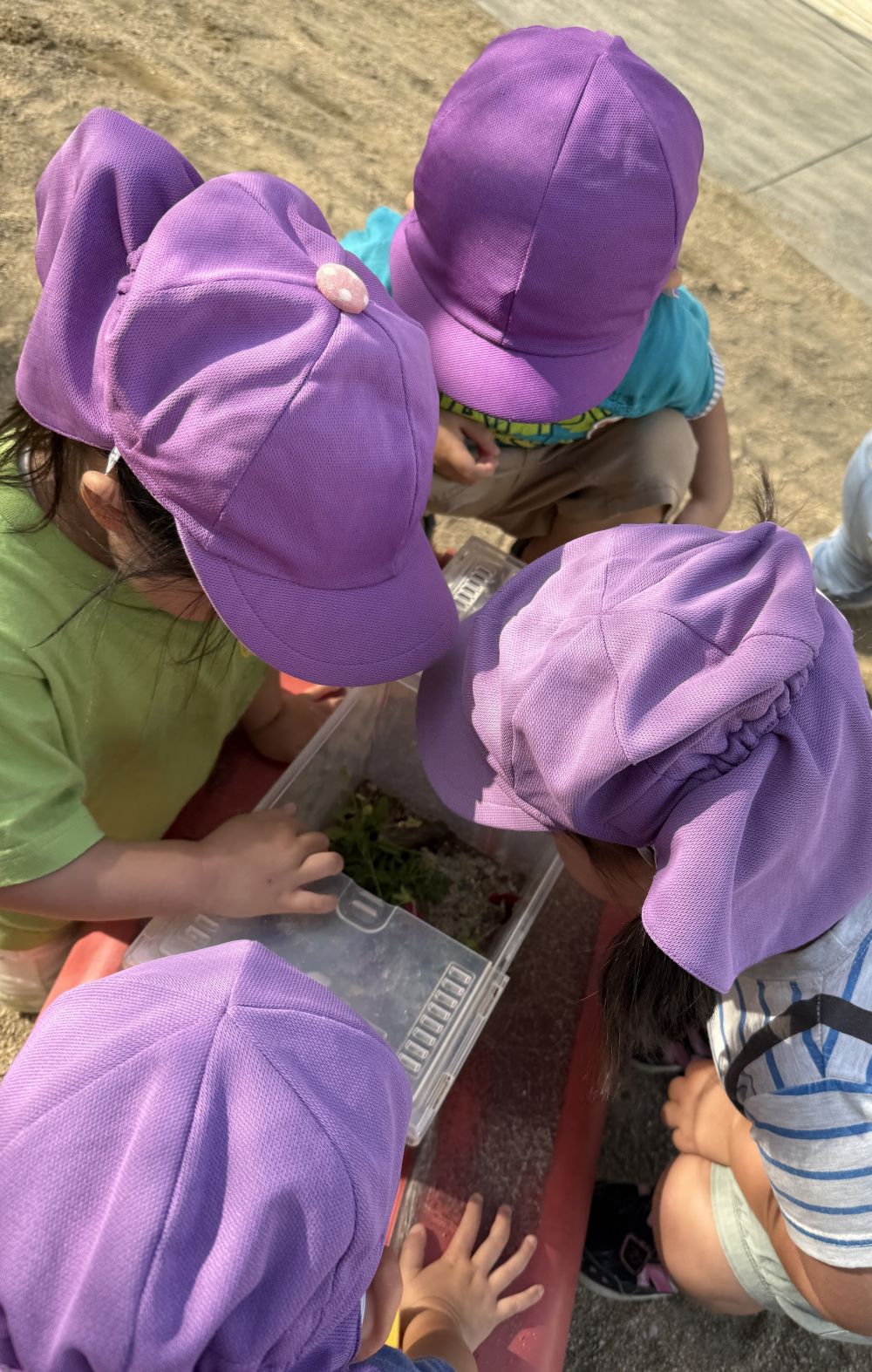 ついにやってきました!
ツマグロヒョウモンの幼虫🙌
ビオラについていた幼虫を捕まえて、
みんなで育てることにしました♫