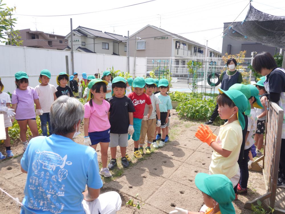 定期的にある野菜を植える活動!
育った後のことを考えて
どうやって食べようか今からワクワク♡
そのためには…
野菜も大切に育てないとね!
今日は”さつまいも”を植えます!
松浦先生の話をよーく聞いて…
やり方を頭にインプット!