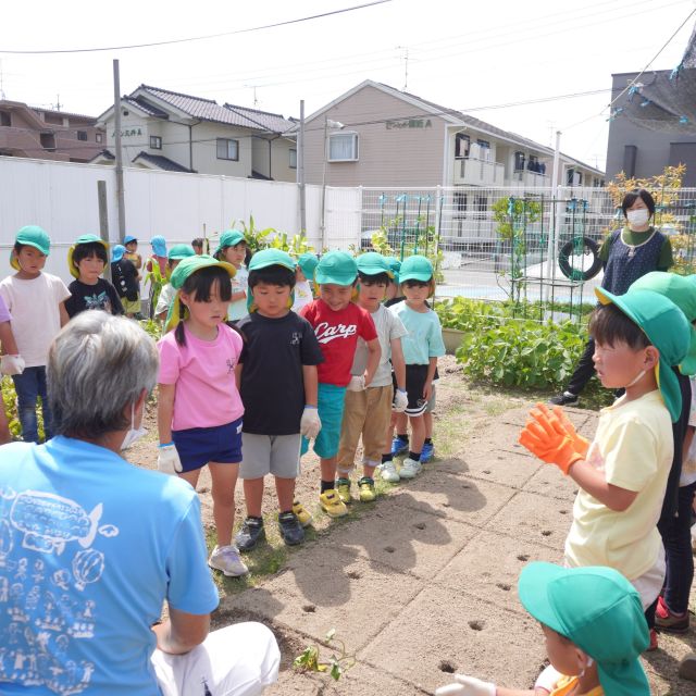 ＊　５歳児　さつまいもを植えたよ　＊