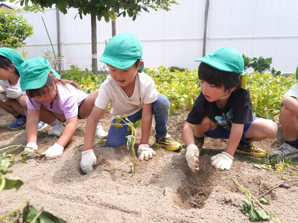 掘ったら植える!
「葉っぱが寝てたら丸だよ」
正しい植え方を教えてもらったけど…
ピーンって直立した子も!
でも大丈夫♡植えることに意味があります♡