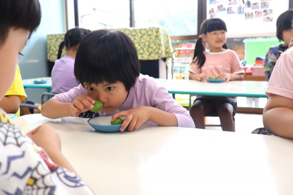 食育活動で季節の食材に触れる
ゾウ組さんに続きキリン組さんも
梅ジュース作りをしました



「これ何か知ってる？」
知っている子も知らない子も
興味津々で梅を観察…

「梅干し？」　「コロコロ転がる～」
「なんか匂いがする」　とKちゃん
じっくり何度も匂いを嗅ぐ…
どんな匂いがするかな～？