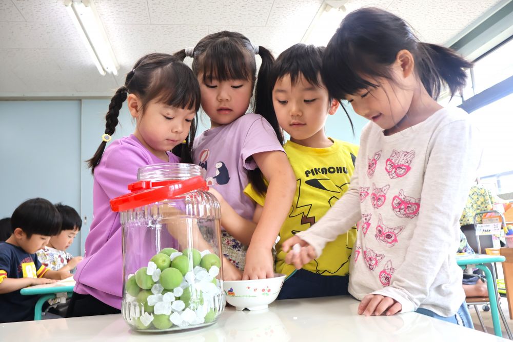 次は梅と氷砂糖を協力して入れる
「美味しくなーれ♡」
「氷砂糖なのに冷たくないし～」
「なんか粉ついとる？砂糖？塩？」
みんなで協力してする作業一つ一つが楽しい♡

さて…美味しいジュースが出来るかな？
どんな味かな？いつ飲めるかな～？
楽しみがいっぱいのキリン組さんです♪