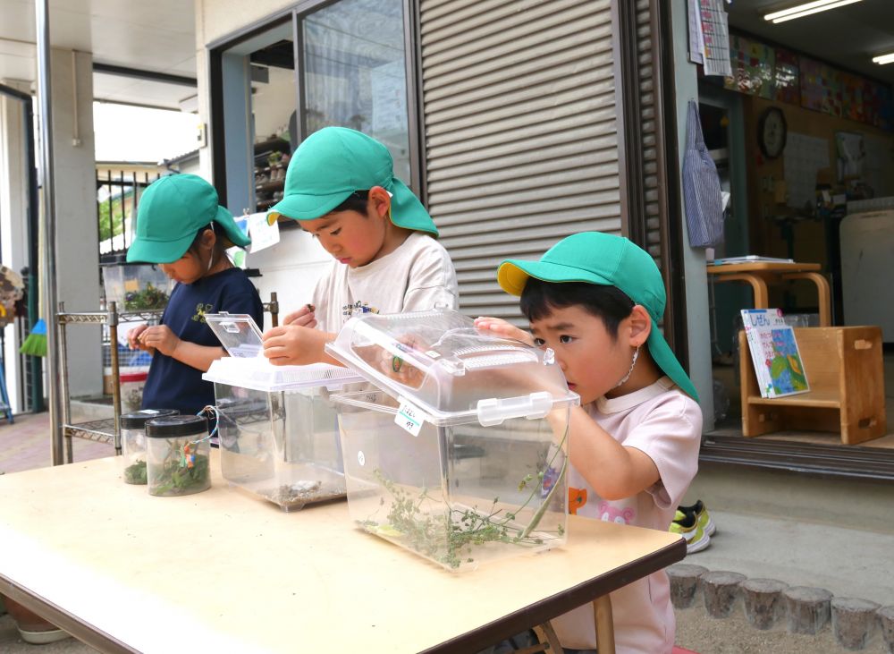 虫コーナーでは…
「ねえ、Sくんこの虫何食べる?」
「この虫は木の枝とか葉っぱ食べるよ」
虫が詳しい友達に聞きながら
それぞれが捕まえた虫を観察したり…
お世話したり…触ってみたり…
生き物に親しみをもって関わっています♪