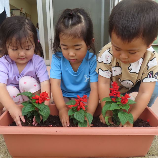 植えたよ