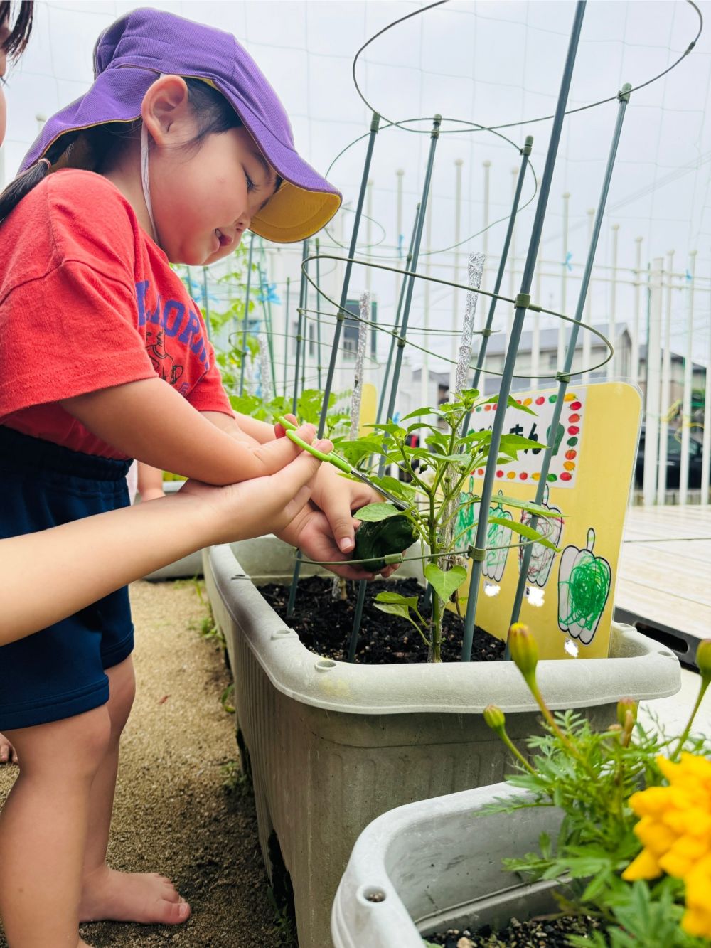 4月の終わりに夏野菜を植え、
毎日水やりをかかさずやっています。

「はっぱがおおきくなったね」
「おはながさいたよ」
「しろいね！」
「ちいさいぴーまんがある！」

観察をしながら、
変化に気づいたり、会話を楽しんだり…

ついに大きなピーマン収穫です🫑
先生と一緒にハサミでちょきん✂️