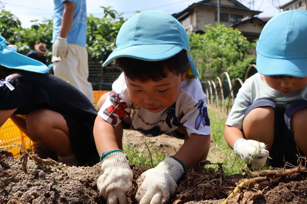 ゾウ組さんになって初めての菜園活動は
じゃがいもの収穫でした
いきいき畑まで歩いて、軍手をはめて準備完了☆
夢中で掘る中で、葉っぱの下にたくさんの
じゃがいもがあることに気づいたMくん♪
どんどん出てくるじゃがいもを見て笑顔いっぱいでした!
