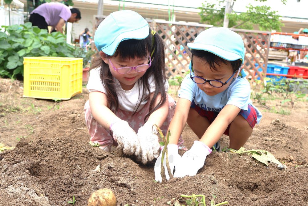 準備万端でじゃがいもを収穫！
土の中を掘ってみたり、茎を引っ張ってみたり…
　「あった！！」
　「これ、４つもくっついとるよ！」
どんどん出てくるじゃがいもに大喜び♪