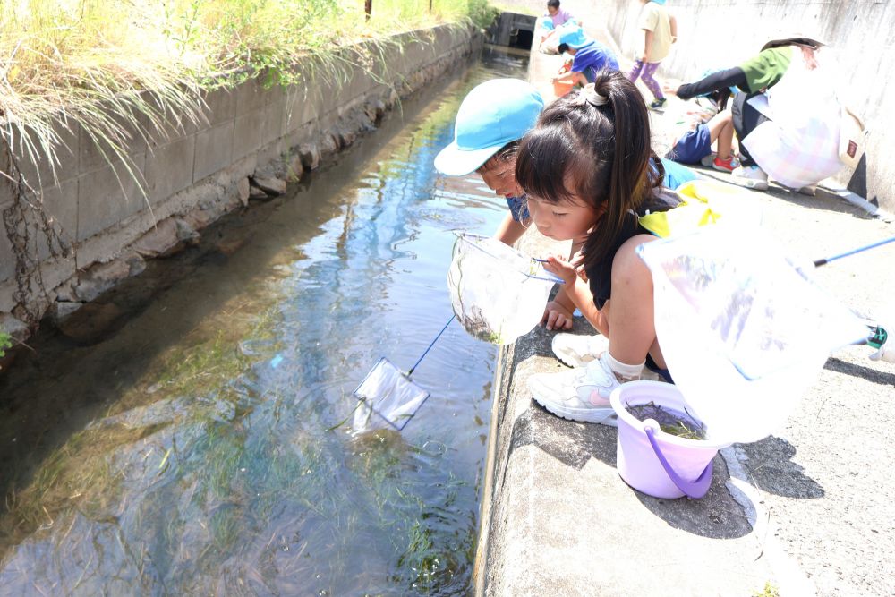 エビの住処である水草の下に
そーっと網を入れて揺らしてみると…
　「おった～！！」
　「ここにも隠れとるよ！！」
小さなエビをたくさん発見☆
楽しむなかで捕まえ方や生き物の住処を
学ぶ姿も！