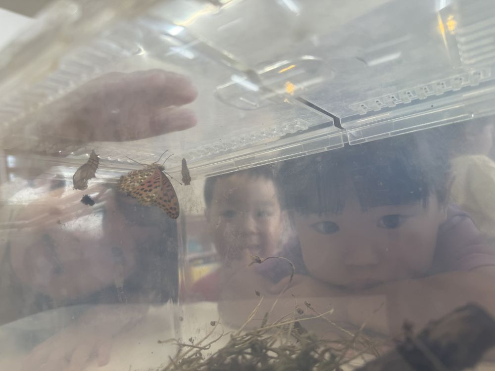 飼っていたツマグロヒョウモンが、
さなぎになって、
約1週間ちょっと…
土日をはさんでしまって…
週明けの月曜日に見てみると👀
チョウチョになっていました🦋