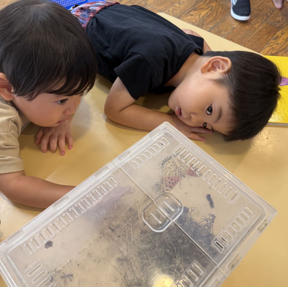 上から、横から、下から…
色んな方向から観察してみます🔎
羽を広げたり、とじたり…
そんな姿に食い入るように見る、
虫大好きHくんと、Tくん!