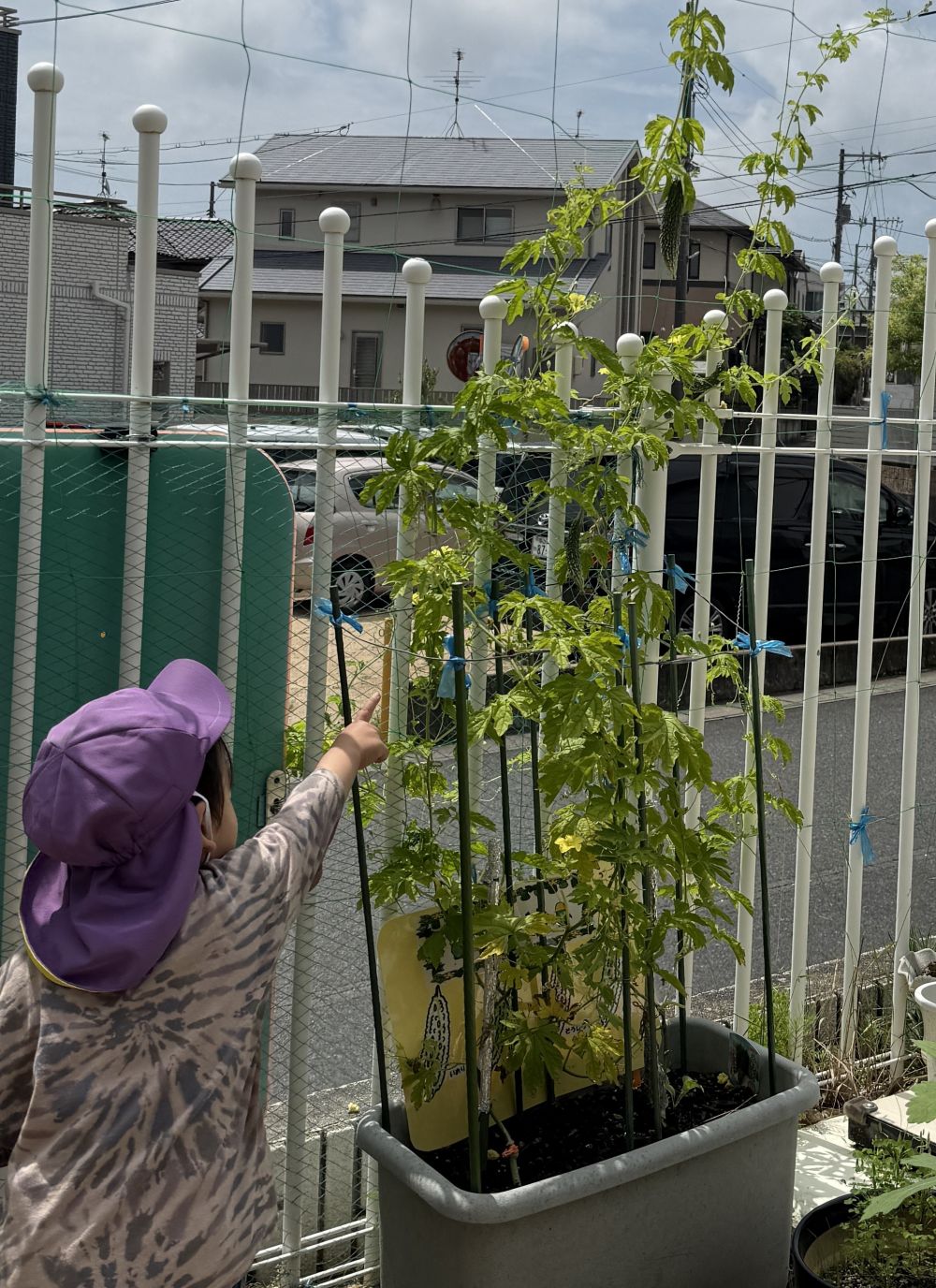 夏野菜、順調に成長してます😄
毎日みんなが愛情込めて、
水やりをしてますよ💧
みてみて!と、
指さして教えてくれたMくん。
その先には…ゴーヤ!!!
ついにゴーヤが出来ました!
小さいのも含め5つ程実ってます✌️