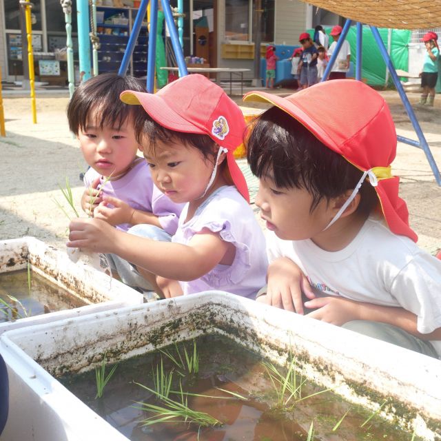 ＊　3歳児　小さな田んぼ　＊