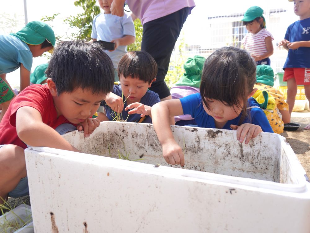 種から芽も大きく出てついに田植え!!
「ドロドロするね」
「ちょっと難しいね…」
「土の中に立ったー!」
これからみんなで育てていきたいと思います♡