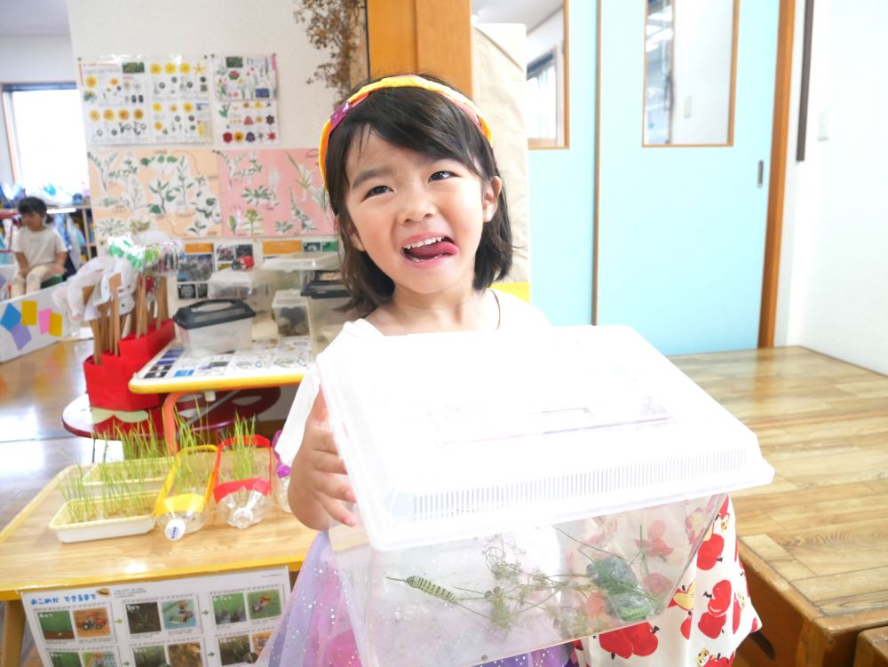 みんなで虫が変化する様子を見て楽しみ
気付きを声に出し合いました
Yちゃんが持ってきてくれたキアゲハの幼虫
『おうちの近くで捕まえたんだよ!みんなで見ていいよ』
ちょっと恥ずかしそうにみんなに見せてくれました
リス組で観察し育てることに♡